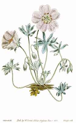 (Geranium argenteum)