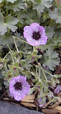 Hardy Geranium(Geranium cinereum)