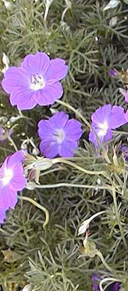 Carpet Geranium(Geranium incanum)