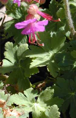 Bigroot Geranium, Bigroot Cranesbill(Geranium macrorrhizum)