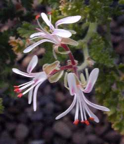 (Pelargonium alternans)