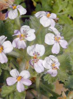 (Pelargonium cortusaefolium)