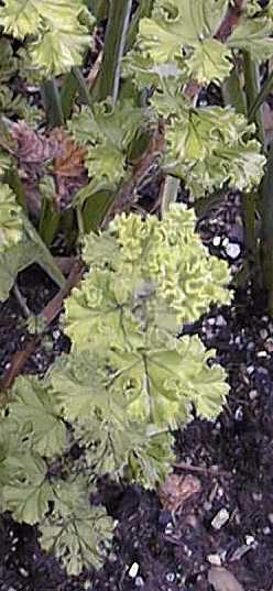 Lemon-Scented Geranium, Finger Bowl Geranium(Pelargonium crispum)