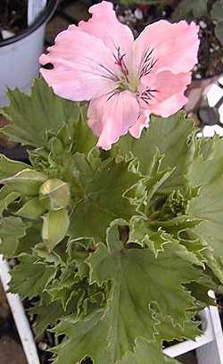 Lady Washington Pelargonium, Regal Geranium(Pelargonium domesticum)