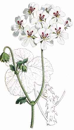 Cactus Geranium(Pelargonium echinatum)