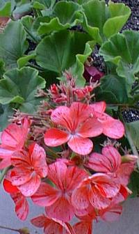 Common Geranium, Garden Geranium, Zonal Geranium(Pelargonium Χ hortorum)