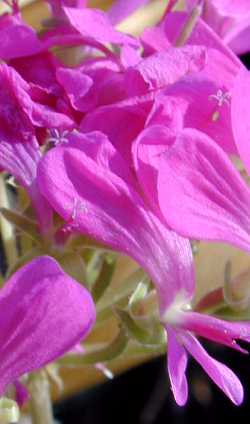 (Pelargonium incrassatum)