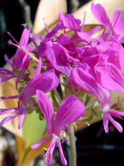 (Pelargonium incrassatum)