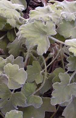 Peppermint Geranium(Pelargonium tomentosum)