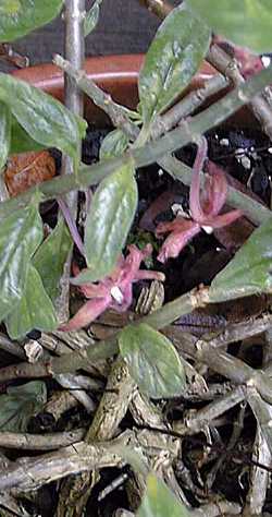 (Columnea schiediana)