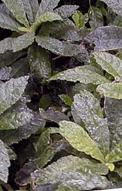 (Gesneria pedicellaris)