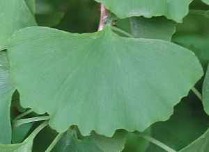 Maidenhair Tree(Ginkgo biloba)