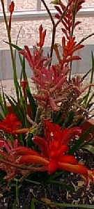 Kangaroo Paw(Anigozanthos flavidus)