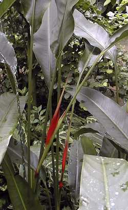 Christmas Heliconia(Heliconia angusta)