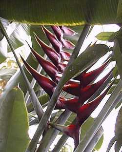 Lobster Claw, Parrot Beak(Heliconia caribaea)