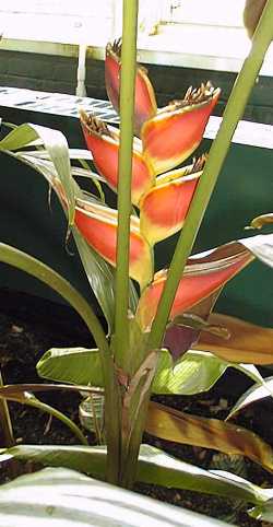 (Heliconia stricta)