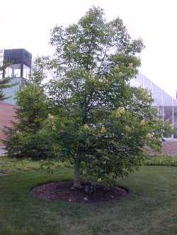 Autumn Splendor Buckeye(Aesculus 'Autumn Splendor')