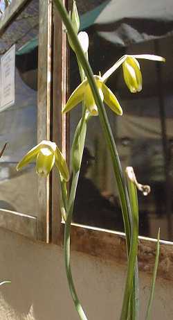 (Albuca aurea)