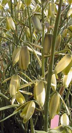 Sentry in the Box(Albuca canadensis)