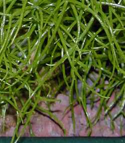 Climbing Onion, Sea Onion(Bowiea volubilis)