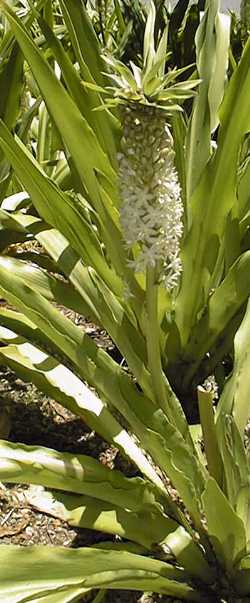 Pineapple flower(Eucomis autumnalis)