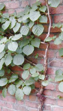 Climbing Hydrangea(Hydrangea anomala)