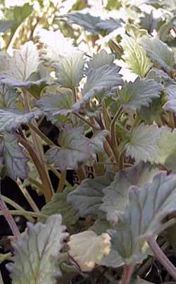 Desert Blue Bells(Phacelia campanularia)