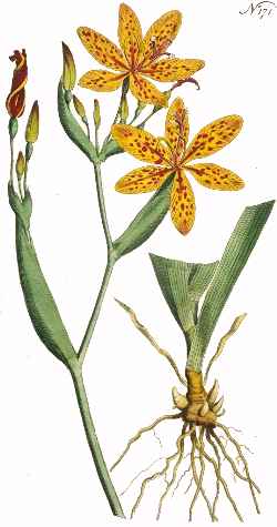 Leopard Flower, Blackberry Lily(Belamcanda chinensis)