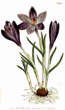 Dutch Crocus(Crocus vernus)