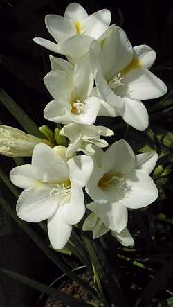 Freesia(Freesia Χ hybrida)