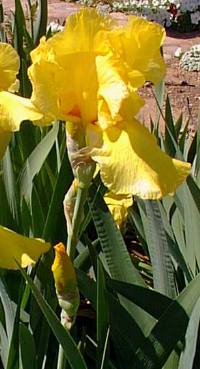 Bearded Iris(Iris germanica)