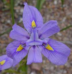 (Moraea polystachya)