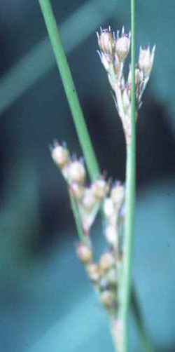 Common Rush, Soft Rush(Juncus effusus)