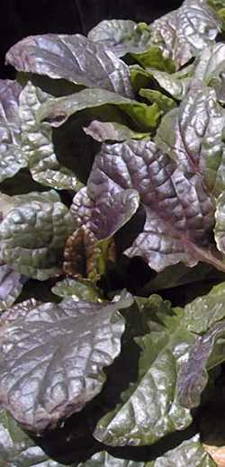 Ajuga 'Bronze Beauty'(Ajuga reptans)