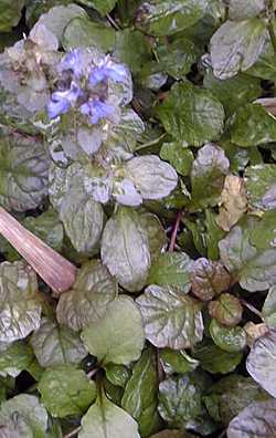 Carpet Bugle, Common Bugle(Ajuga reptans)