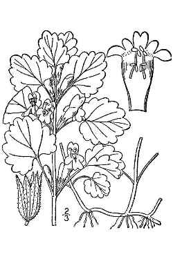 Ground Ivy, Creeping Charlie(Glechoma hederacea)