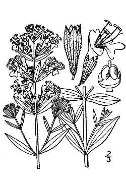 Hyssop(Hyssopus officinalis)