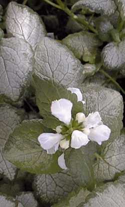 Dead Nettle, Spotted Nettle(Lamium maculatum)