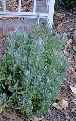 French Lavender(Lavandula dentata)