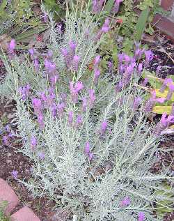 Spanish  Lavender, Italain Lavender(Lavandula stoechas)