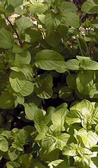 Orange Mint, Bergamot Mint(Mentha aquatica var. 'Citrata' )