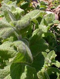 Egyptian Mint(Mentha niliaca)