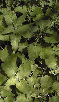 Catnip(Nepeta cataria)