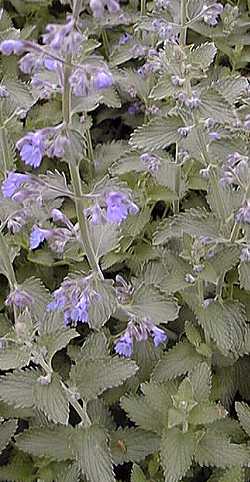 Giant Catmint(Nepeta gigantea)