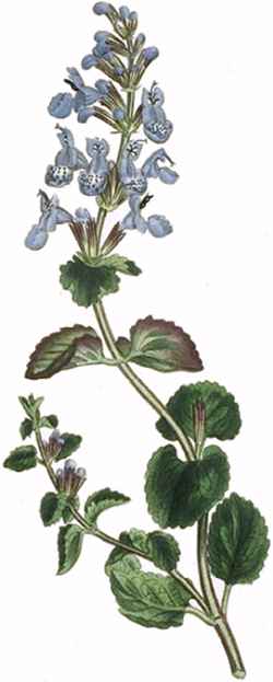 Raceme Catmint(Nepeta racemosa)