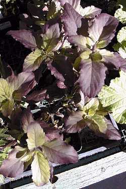 Holy Basil(Ocimum sanctum)