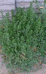 Oregano, Wild Marjoram, Greek Oregano(Origanum vulgare)