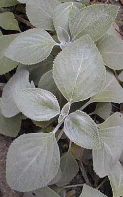 (Plectranthus argentatus)