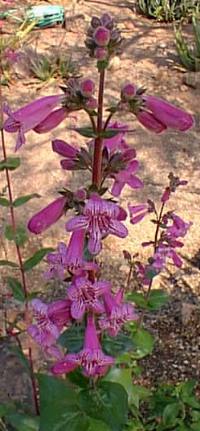 Baby Sage(Salvia microphylla)