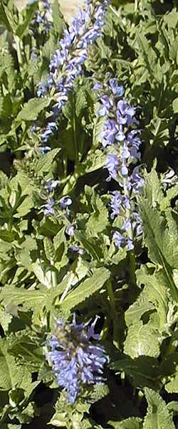 (Salvia Χ superba)